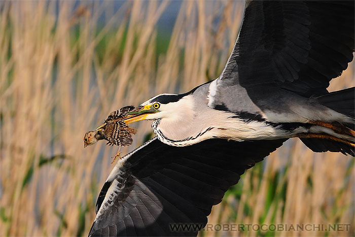 Airone cenerino e predazione
